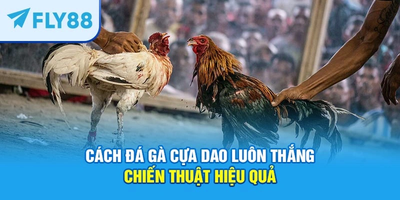 cách đá gà cựa dao luôn thắng