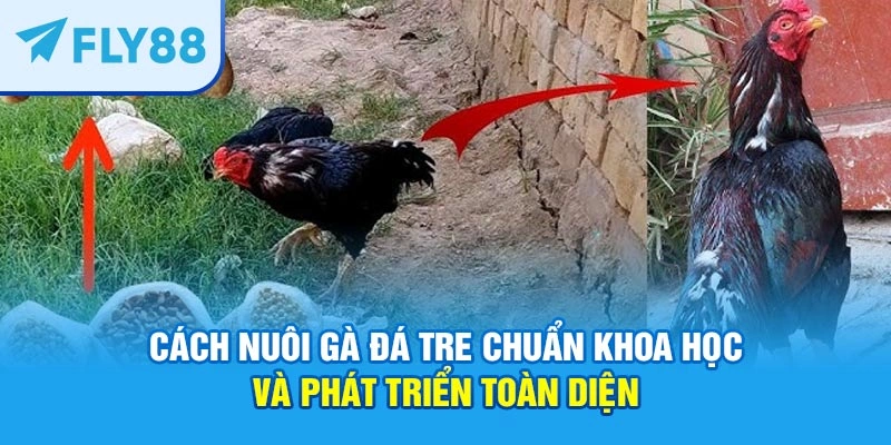 cách nuôi gà đá tre