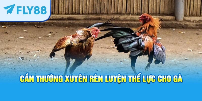 Cần thường xuyên rèn luyện thể lực cho gà