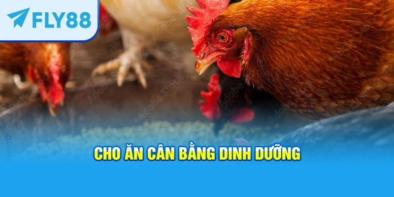 Cho ăn cân bằng dinh dưỡng