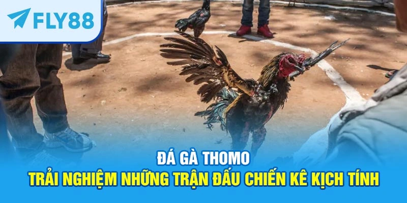 đá gà thomo
