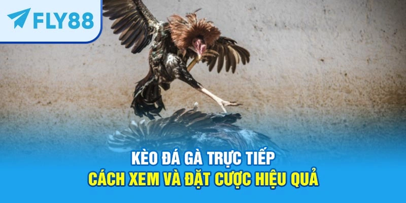 kèo đá gà trực tiếp