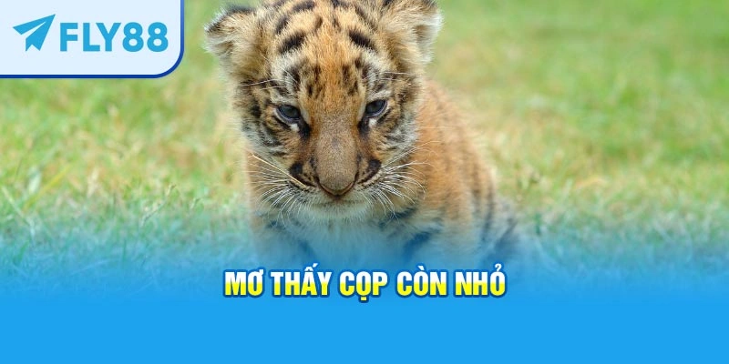 Mơ thấy cọp còn nhỏ