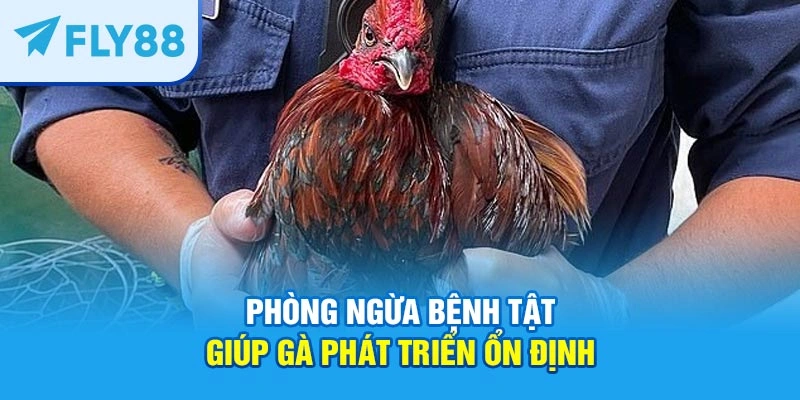 Phòng ngừa bệnh tật giúp gà phát triển ổn định