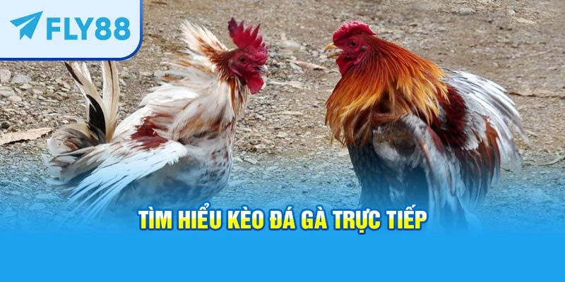 Tìm hiểu Kèo đá gà trực tiếp